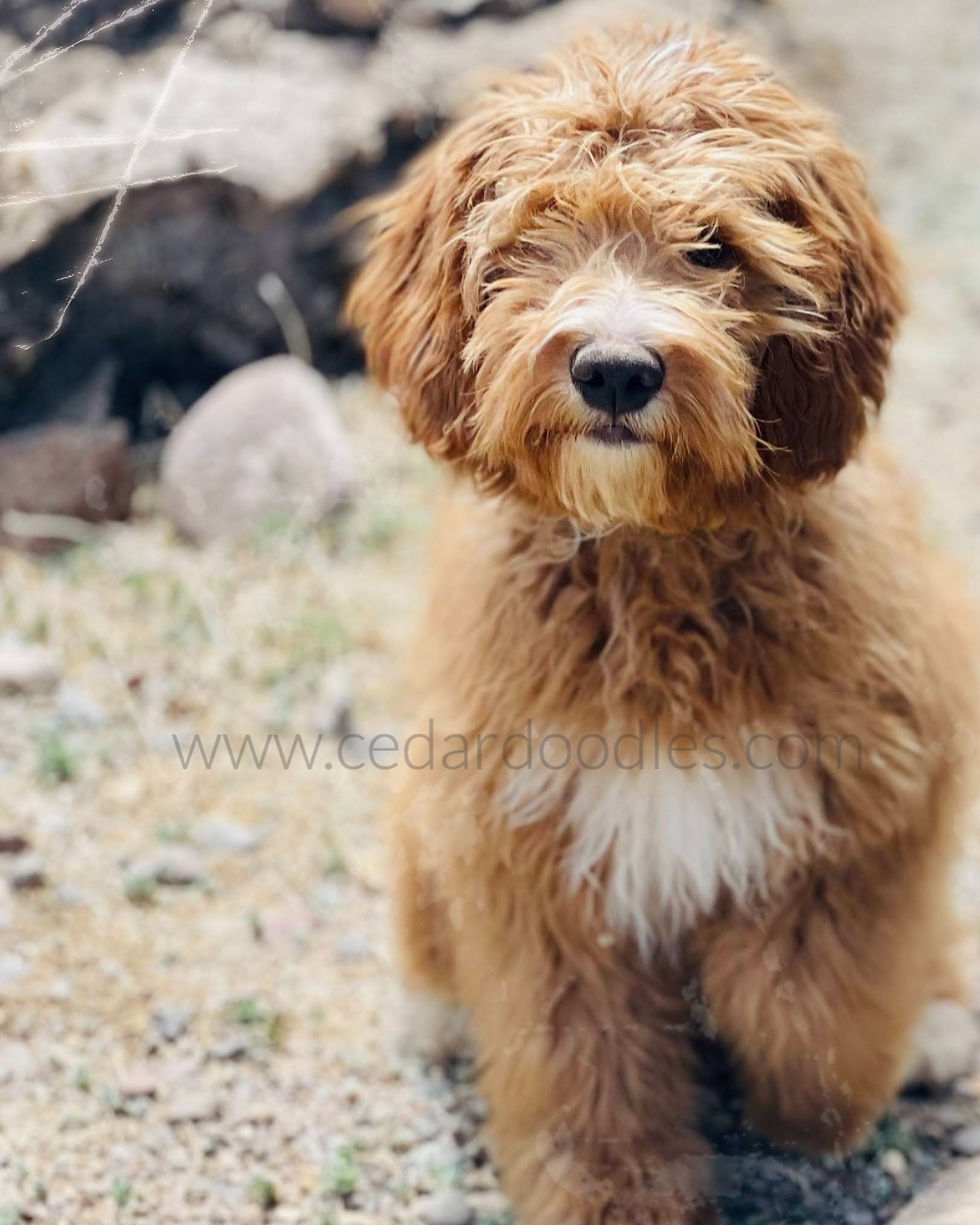 full grown teddybear mini goldendoodle puppy