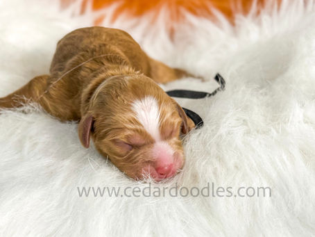 How to Choose the Perfect Mini Goldendoodle Puppy for You: A Guide from Cedar Doodles