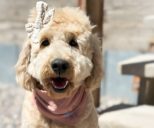 Mini Teddybear Goldendoodle