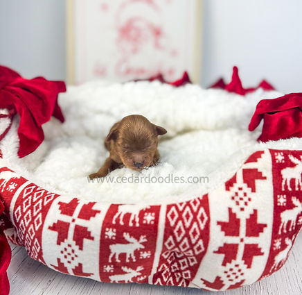 micro mini goldendoodle puppies for sale near me atherton california