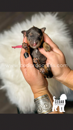 bernedoodle puppies for sale near me