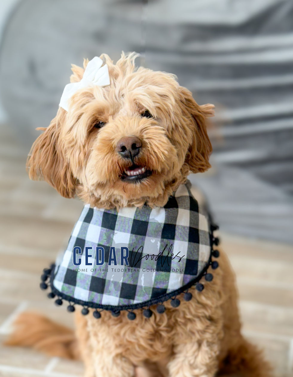 tedybear goldendoodle full grown