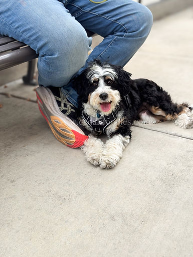 micro bernedoodle puppy near me