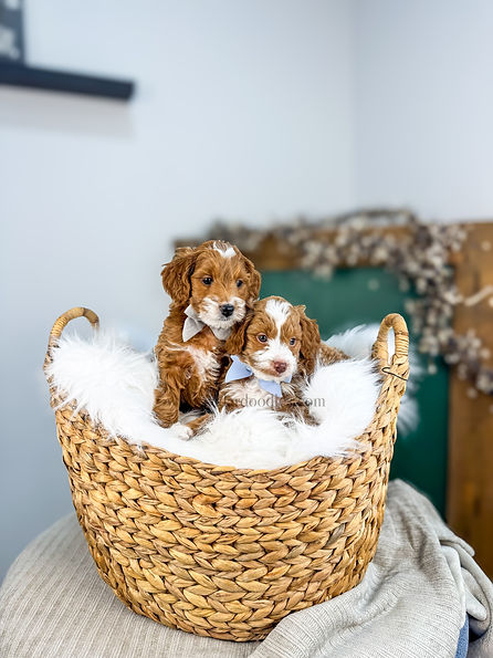 micro mini goldendoodle phoenix arizona