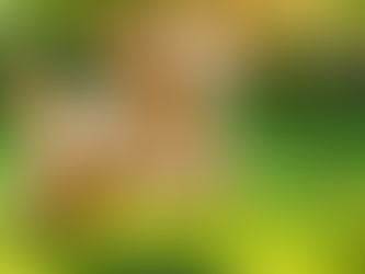 Unraveling the Enigmatic Teddybear Goldendoodle: A Revealing Look at Their Unique Personality Traits