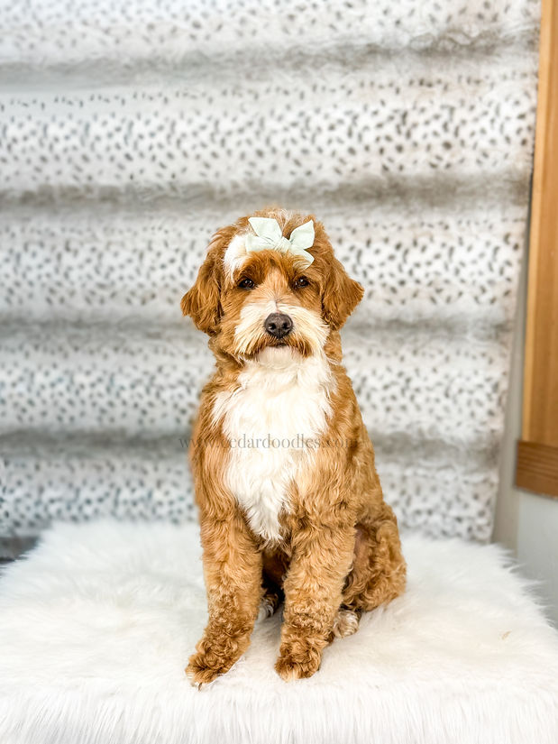 micro mini goldendoodle puppy near me