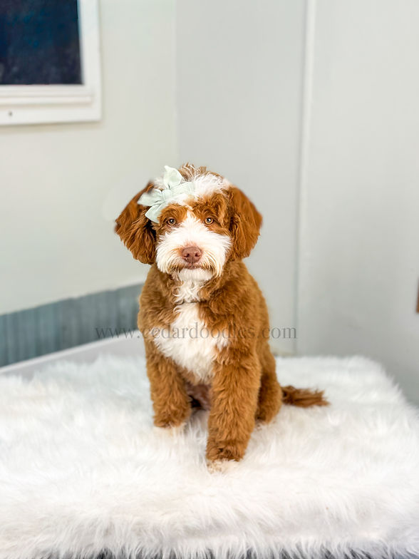 micro mini goldendoodle puppy near me