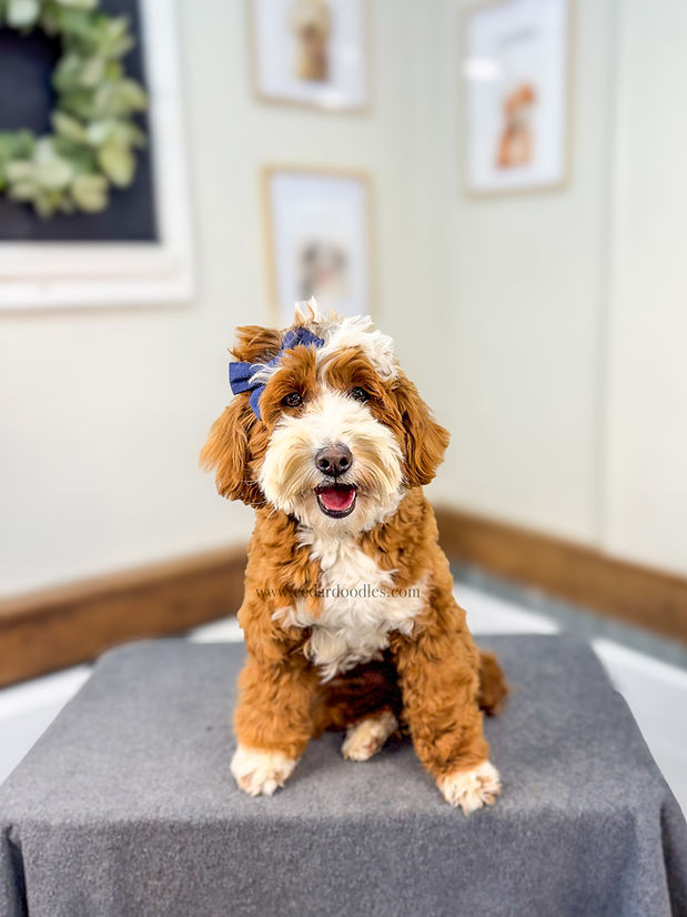 micro mini goldendoodle for sale near me