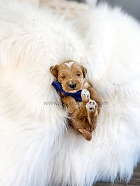micro mini goldendoodle puppy for sale in colorado