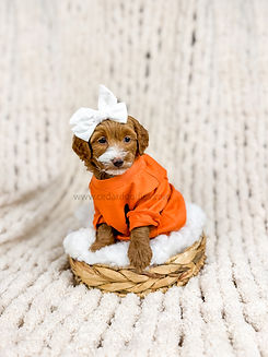 Tuxedo Micro Mini Goldendoodle Puppies For Sale Las Vegas Nevada - Cedar Doodles