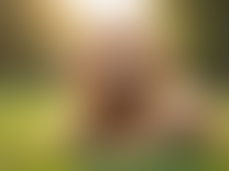 What to Expect from Goldendoodles: Traits and Personality