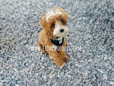 Bringing Your Perfect Micro Mini Goldendoodle Home Has Never Been Easier