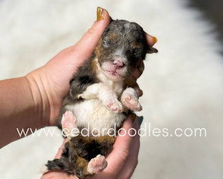 bernedoodle puppies for sale near me_edited_edited.jpg