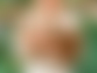 Goldendoodles, the perfect family dog