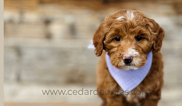 teddybear goldendoodle puppy_edited.jpg