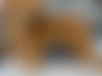 Unleashing the Truth: Do Goldendoodles Really Shed? Debunking the Myths