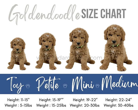Goldendoodle Size Chart Full Grown Medium Goldendoodle Growth Chart Goldendoodle Size Chart Full Grown Medium Goldendoodle Growth Chart