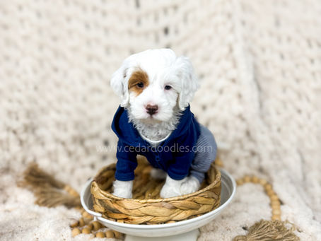 How to Prepare Your Home for a Goldendoodle Puppy
