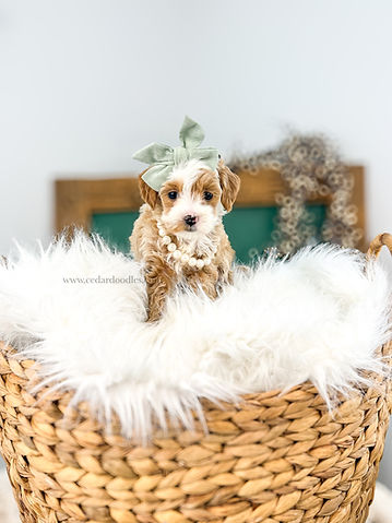 teddybear micro mini goldendoodle puppy near new york new york