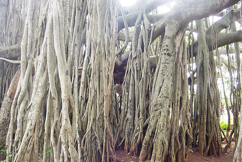 Big Banyan tree at Ramohalli on the outskirts of Bangalore.