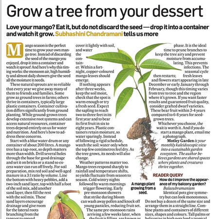 Step-by-step guide for growing mango trees in large containers with detailed care instructions.