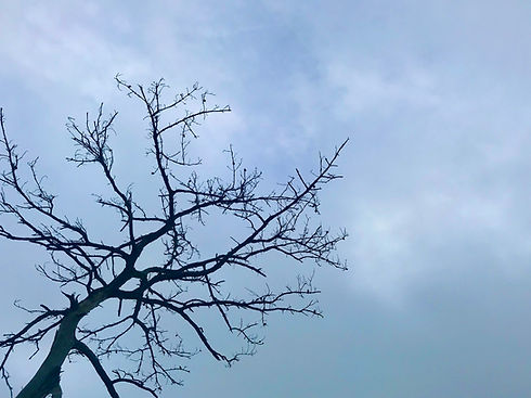 tree.jpeg