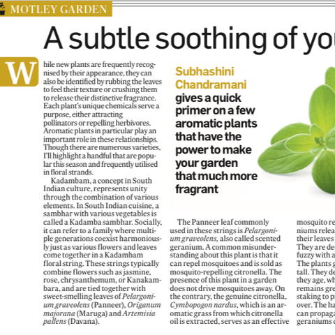 An exploration of aromatic plants like Pelargonium graveolens, Origanum majorana, and Artemisia pallens used in floral garlands. The article also introduces a new Q&A section, explaining the role of DAP and NPK fertilizers in plant growth.