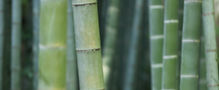 green-bamboo-macro_edited.jpg