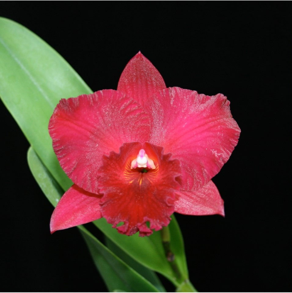Thumbnail: C. Rubescence 'Exotic Garnet' AM/AOS x Ctt. Trick or Treat 'Valley Isle'