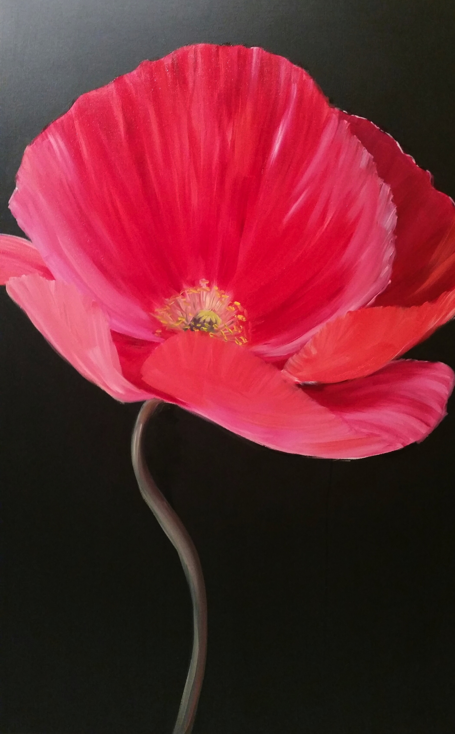 red poppy 3