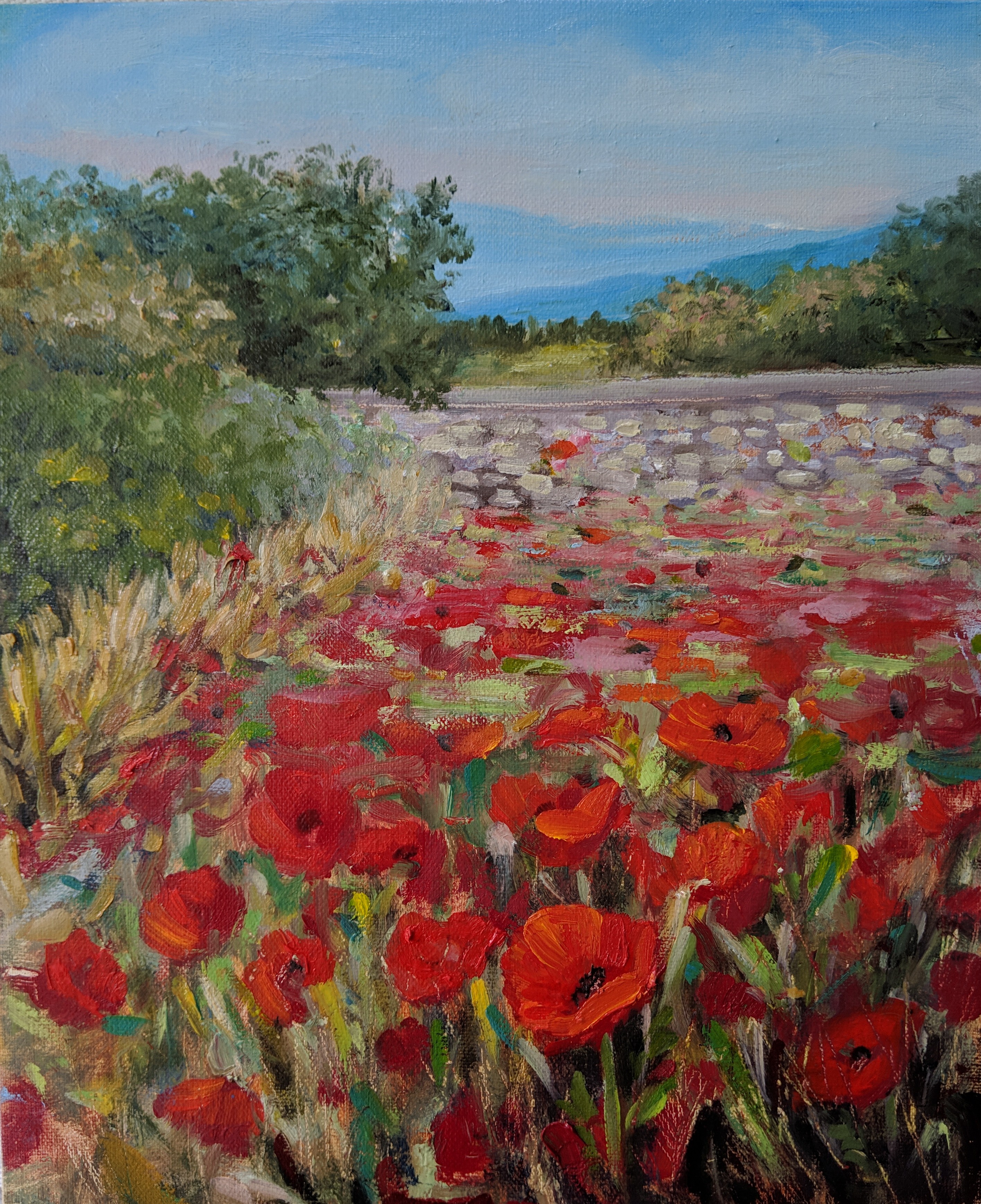 Poppies in Provence