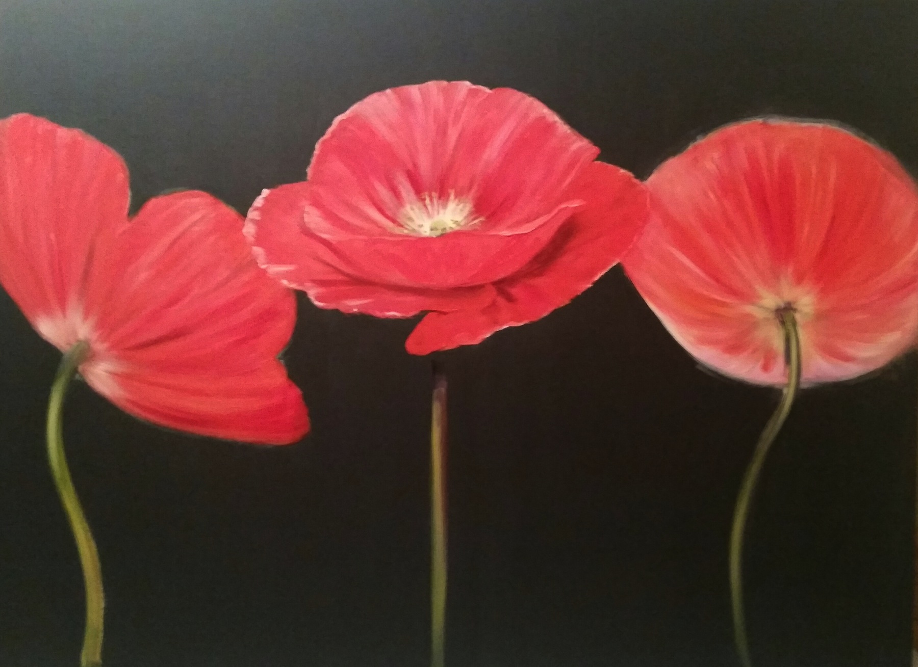 Three Red Poppies