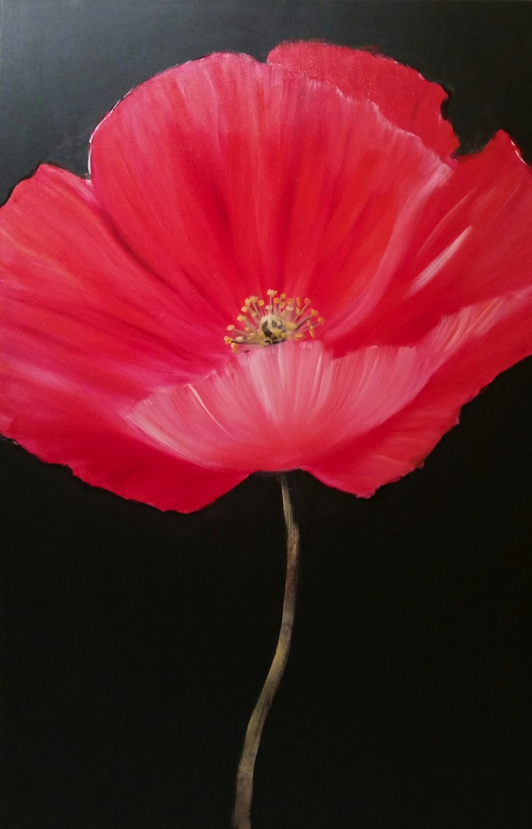 red poppy 1