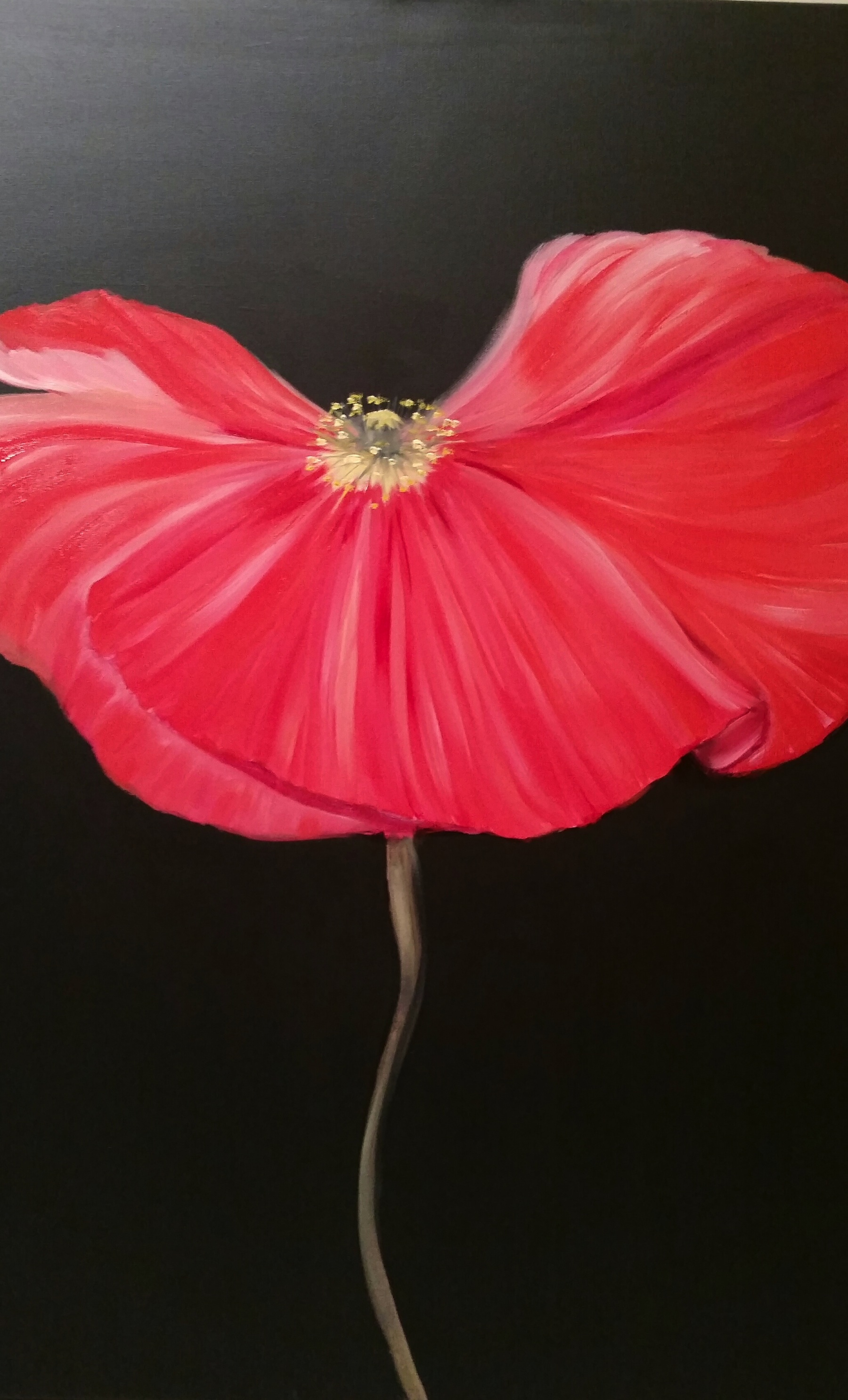 red poppy 2