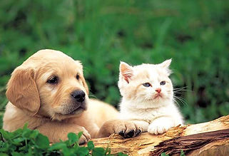 ANIMALI DOMESTICI.jpeg