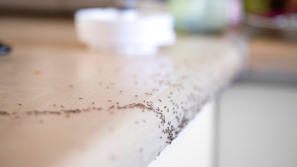 Ants in the kitchen top