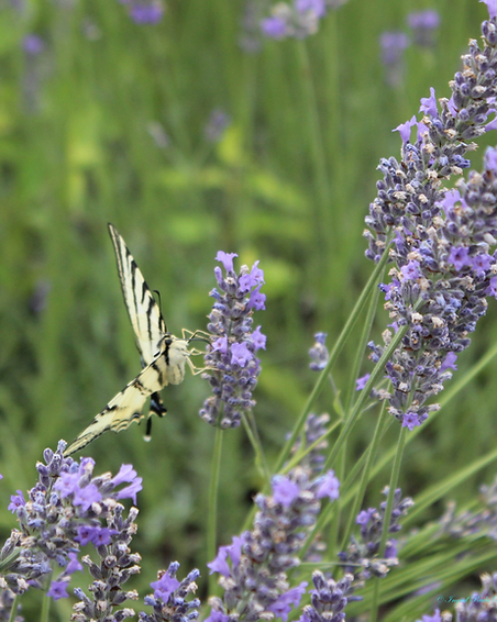 Lavender & swallowtail_edited.png