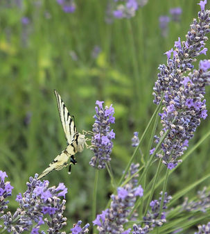 Lavender & swallowtail_edited.jpg