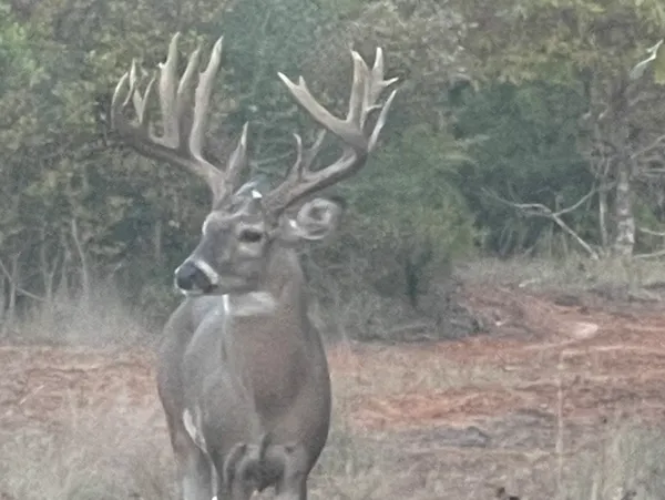 Blackbird Ranch Whitetail Buck
