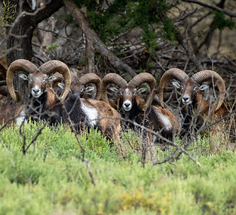 Valhalla Ranch Exotic Hunts