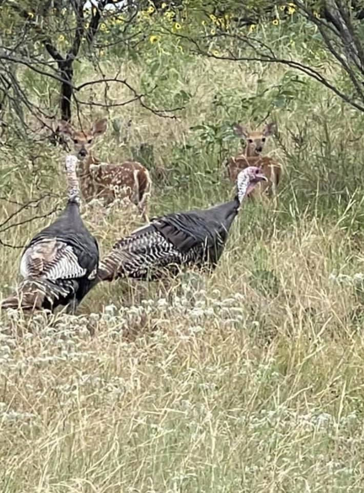 Texas Hunting Ranch