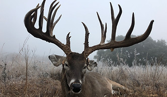 Morning Star Ranch Whitetail Buck