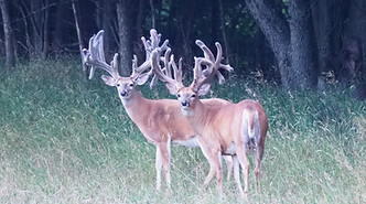 Refuge Ranch Whitetail Buck