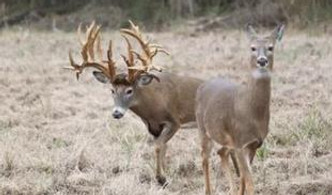 The Swamp Whitetails Buck