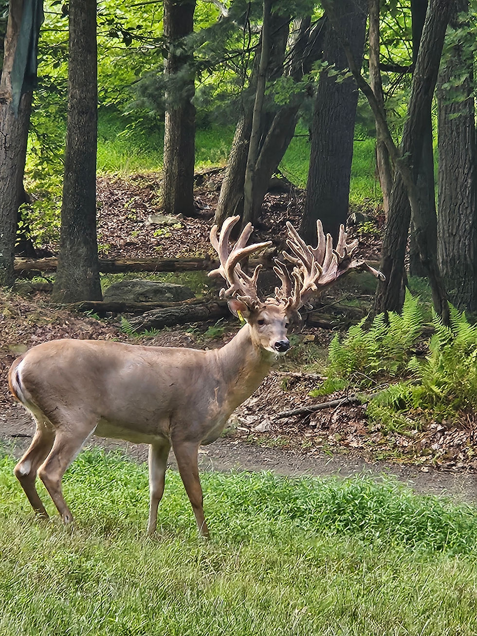 Deer Hunting Ranch in Pennsylvania