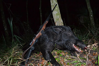 Hog Hunting Techniques