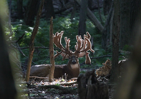 Deer Breeding in Pennsylvania