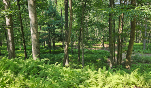 Deer Hunting Ranch in Pennsylvania