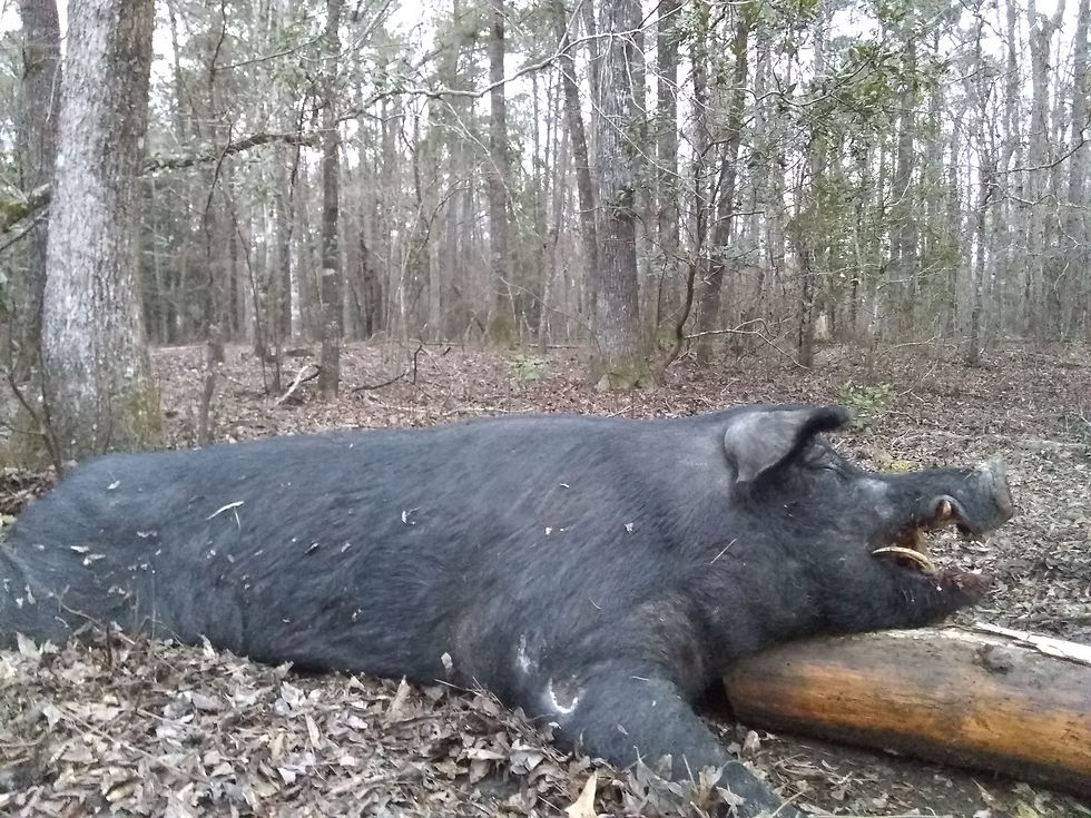 Trophy Hunting Photos