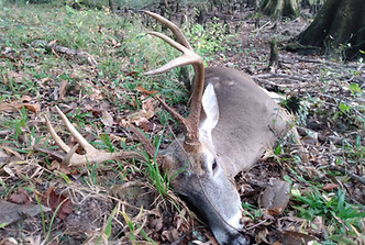 Williams Whitetail Deer Hunting